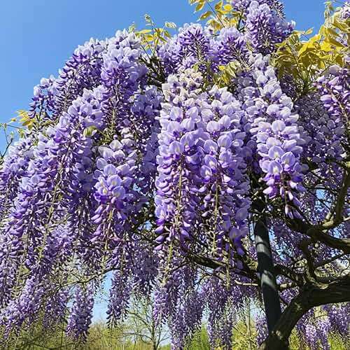 Stunning Live 1 Potted Chinese Blue Weeping Wisteria Tree Fresh Plant - Image 1