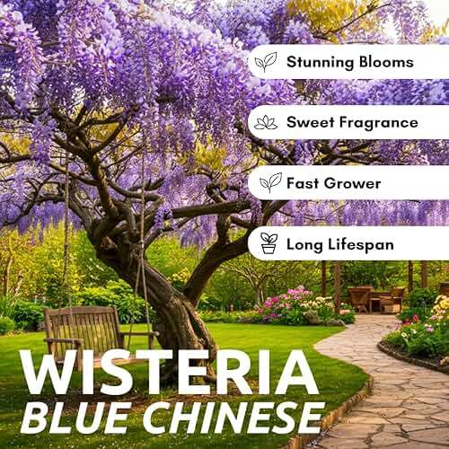 Stunning Live 1 Potted Chinese Blue Weeping Wisteria Tree Fresh Plant - Image 2