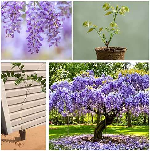 Stunning Live 1 Potted Chinese Blue Weeping Wisteria Tree Fresh Plant - Image 3