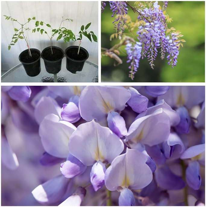 Stunning Live 1 Potted Chinese Blue Weeping Wisteria Tree Fresh Plant - Image 4