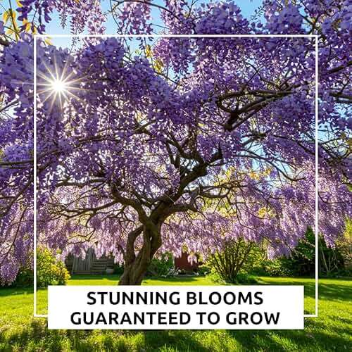 Stunning Live 1 Potted Chinese Blue Weeping Wisteria Tree Fresh Plant - Image 5