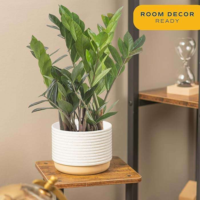 Costa Farms ZZ Plant, Live Indoor Houseplant in Modern Decor Planter, Natural Air Purifier in Potting Soil, Gift for Plant Lovers, Birthday Gift, Tabletop Living Room Decor, Desk Decor, 12-Inches Tall - Image 2