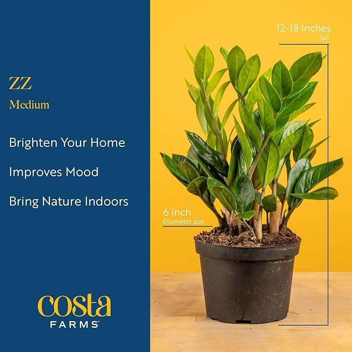 Costa Farms ZZ Plant, Live Indoor Houseplant in Modern Decor Planter, Natural Air Purifier in Potting Soil, Gift for Plant Lovers, Birthday Gift, Tabletop Living Room Decor, Desk Decor, 12-Inches Tall - Image 4