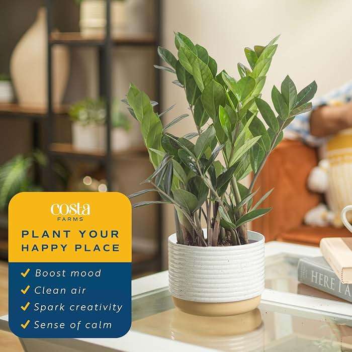 Costa Farms ZZ Plant, Live Indoor Houseplant in Modern Decor Planter, Natural Air Purifier in Potting Soil, Gift for Plant Lovers, Birthday Gift, Tabletop Living Room Decor, Desk Decor, 12-Inches Tall - Image 5