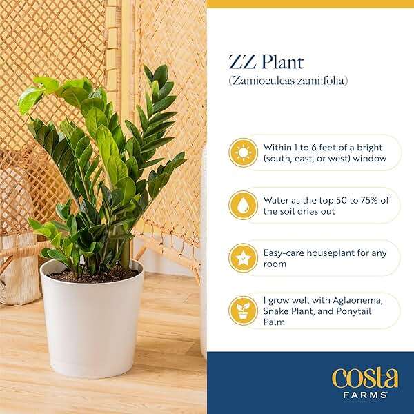 Costa Farms ZZ Plant, Live Indoor Houseplant in Modern Decor Planter, Natural Air Purifier in Potting Soil, Gift for Plant Lovers, Birthday Gift, Tabletop Living Room Decor, Desk Decor, 12-Inches Tall - Image 6