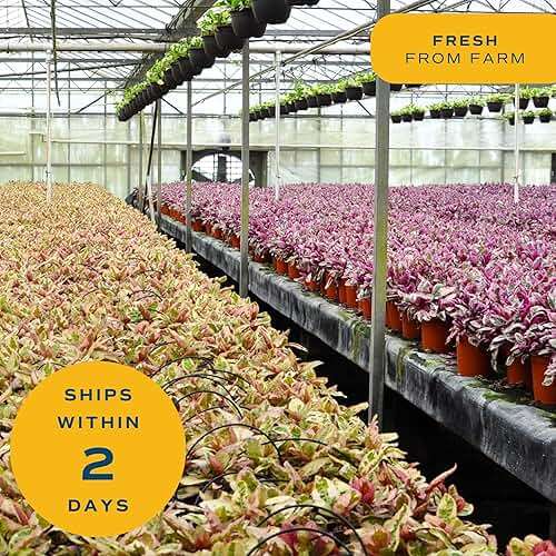 Costa Farms ZZ Plant, Live Indoor Houseplant in Modern Decor Planter, Natural Air Purifier in Potting Soil, Gift for Plant Lovers, Birthday Gift, Tabletop Living Room Decor, Desk Decor, 12-Inches Tall - Image 8