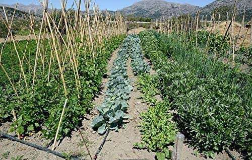 Rocky Mountain Goods 75 Foot Flat Weeper Soaker Hose - Drip Irrigation - Double Layer Design - Saves 70% Water - Consistent Drip Entire Length of Hose - Includes 3 Pressure Reducing Discs (2) - Image 4