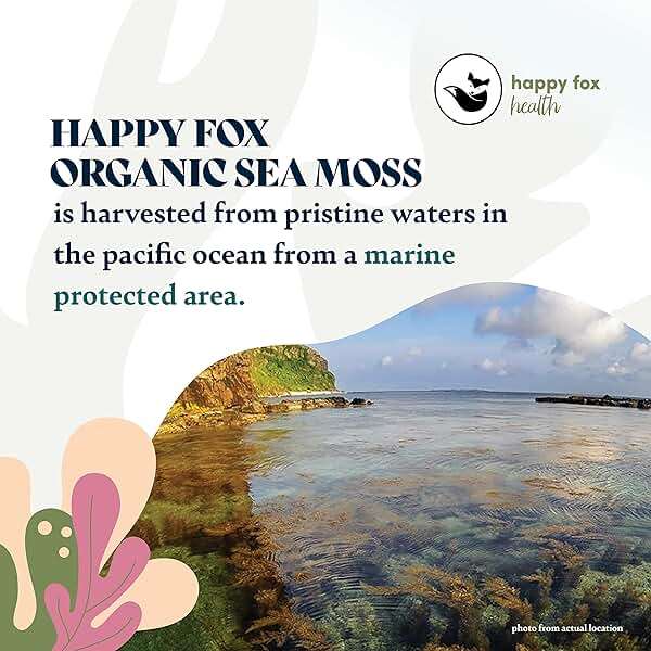 HAPPY FOX Organic Sea Moss Raw Gold - Makes 75oz of Seamoss Gel Rich in Vitamins & Minerals, Certified Non-GMO, Wildcrafted, Sundried Superfood - 3.5 oz Bag - Image 6