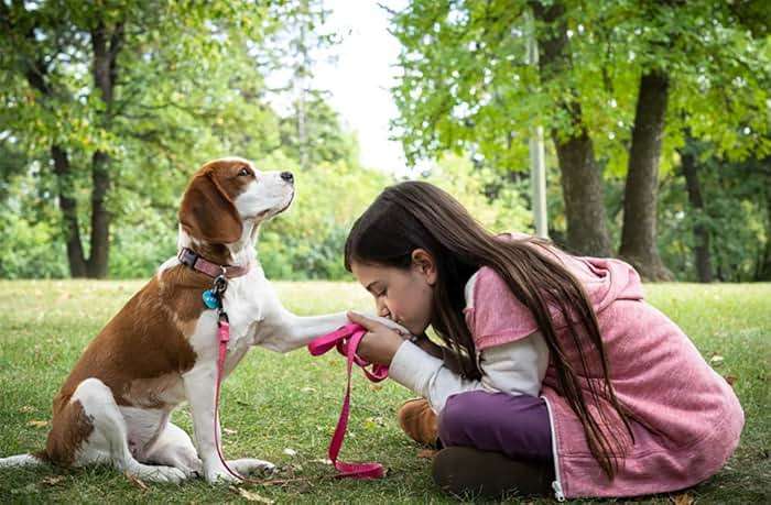 A Dog's Journey / A Dog's Purpose 2-Movie Collection [DVD] - Image 3