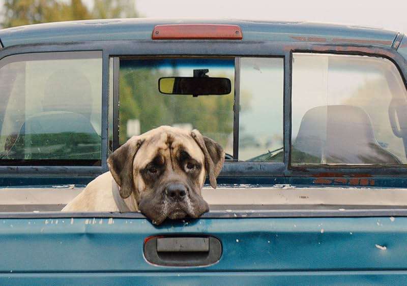 A Dog's Journey / A Dog's Purpose 2-Movie Collection [DVD] - Image 4