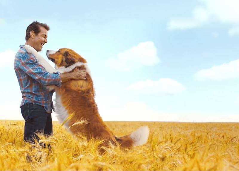 A Dog's Journey / A Dog's Purpose 2-Movie Collection [DVD] - Image 5