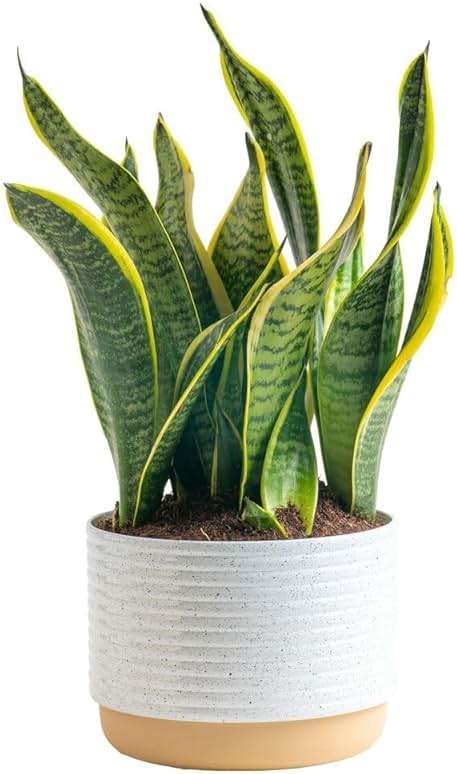 Costa Farms Snake Plant, Mother-in-Law's Tongue Live Plant in Decorative Pot, Large Easy to Maintain Indoor Succulent Houseplant Assorted Variety, Home, Room, or Office Décor, 12-20 Inches Tall - Image 1