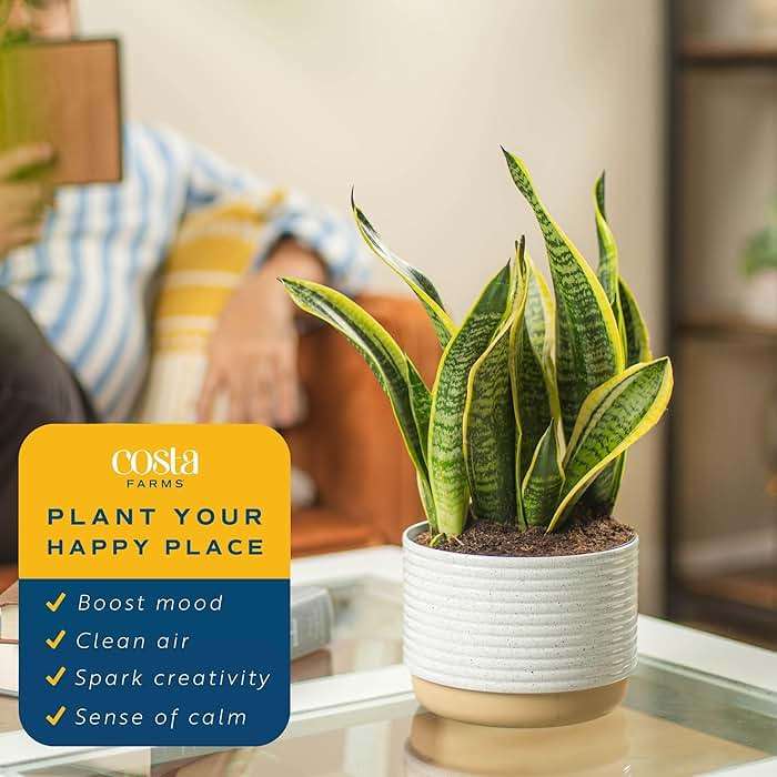 Costa Farms Snake Plant, Mother-in-Law's Tongue Live Plant in Decorative Pot, Large Easy to Maintain Indoor Succulent Houseplant Assorted Variety, Home, Room, or Office Décor, 12-20 Inches Tall - Image 2