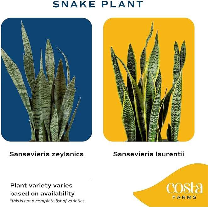 Costa Farms Snake Plant, Mother-in-Law's Tongue Live Plant in Decorative Pot, Large Easy to Maintain Indoor Succulent Houseplant Assorted Variety, Home, Room, or Office Décor, 12-20 Inches Tall - Image 4