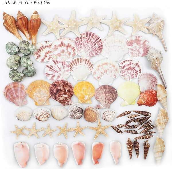 Sea Shells Mixed Beach Seashells 9 Kinds 1.2"-3.5 "Various Sizes Natural Seashells and 2 Kinds of Natural Starfish for Beach Themed Party DIY Crafts Fishtank Vase Fillers Home Wedding Decorations - Image 5