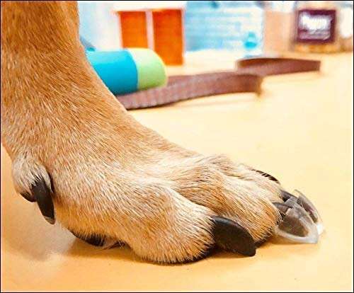 TAKTIKAL Dr. McHenry's Dog Toe Treads, Set of 24, Adhesive, Cleaning Brush, Increased Traction, Mobility Support, Large Kit- Weight: 40-60 lbs. Net Weight 1.6 oz. - Image 1