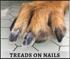 TAKTIKAL Dr. McHenry's Dog Toe Treads, Set of 24, Adhesive, Cleaning Brush, Increased Traction, Mobility Support, Large Kit- Weight: 40-60 lbs. Net Weight 1.6 oz. - Image 6