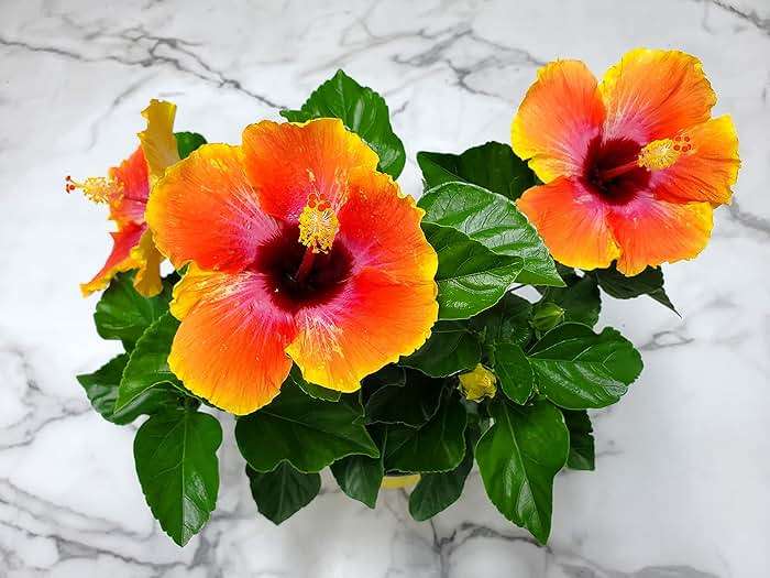 Fiesta Hibiscus Bush - Live Hibiscus Flowering Plant - Tropical Flower Plant - 1 Gallon Planter - Overall Height 10" to 14" - Tropical Plants of Florida - Image 2