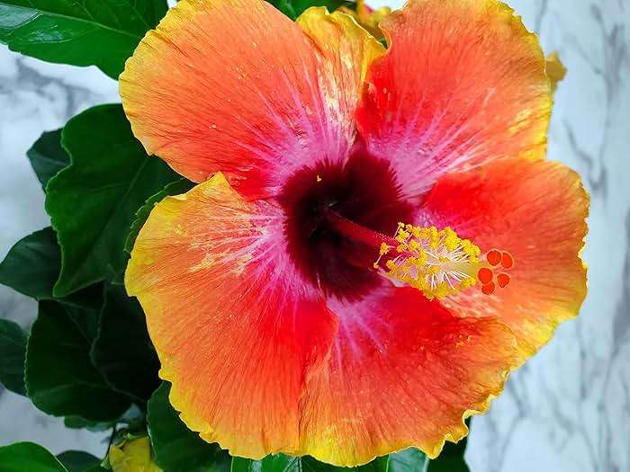 Fiesta Hibiscus Bush - Live Hibiscus Flowering Plant - Tropical Flower Plant - 1 Gallon Planter - Overall Height 10" to 14" - Tropical Plants of Florida - Image 4