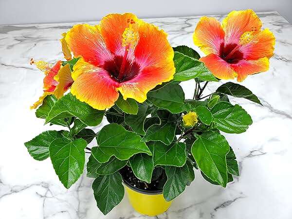 Fiesta Hibiscus Bush - Live Hibiscus Flowering Plant - Tropical Flower Plant - 1 Gallon Planter - Overall Height 10" to 14" - Tropical Plants of Florida - Image 5