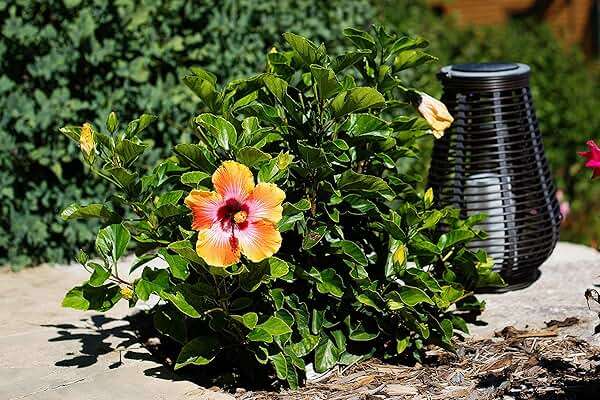 Fiesta Hibiscus Bush - Live Hibiscus Flowering Plant - Tropical Flower Plant - 1 Gallon Planter - Overall Height 10" to 14" - Tropical Plants of Florida - Image 9