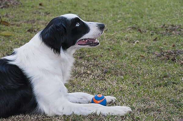 Chuckit! 6 Pack of Ultra Squeaker Ball Dog Toys, Medium, Whistles When Thrown - Image 6