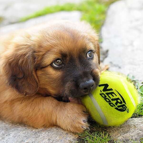 Nerf Dog Large Size Tennis Ball Blaster Dog Toy, Great for Fetch, Hands-Free Reload, Launches up to 50 ft, Single Unit, 20in Blaster with 3 Balls in Mesh Bag, Blue/Orange, Blue, Green and Orange - Image 6