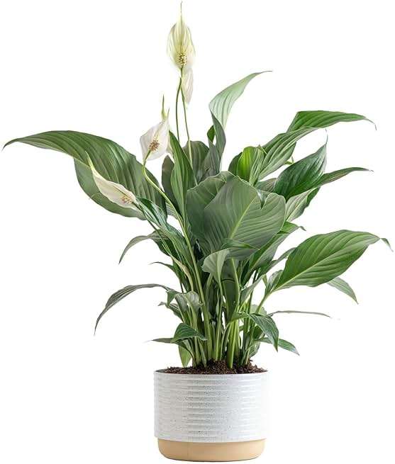 Costa Farms Peace Lily Live Plant in Decorative Pot, Air Purifying Flowering Indoor Houseplant, Perfect for Home, Room, or Office Decor, Great House Warming or Birthday Gift, 14-24 Inches Tall - Image 1