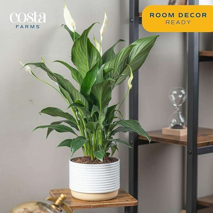 Costa Farms Peace Lily Live Plant in Decorative Pot, Air Purifying Flowering Indoor Houseplant, Perfect for Home, Room, or Office Decor, Great House Warming or Birthday Gift, 14-24 Inches Tall - Image 2