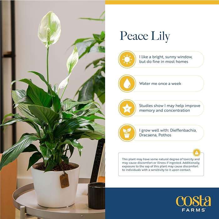 Costa Farms Peace Lily Live Plant in Decorative Pot, Air Purifying Flowering Indoor Houseplant, Perfect for Home, Room, or Office Decor, Great House Warming or Birthday Gift, 14-24 Inches Tall - Image 6