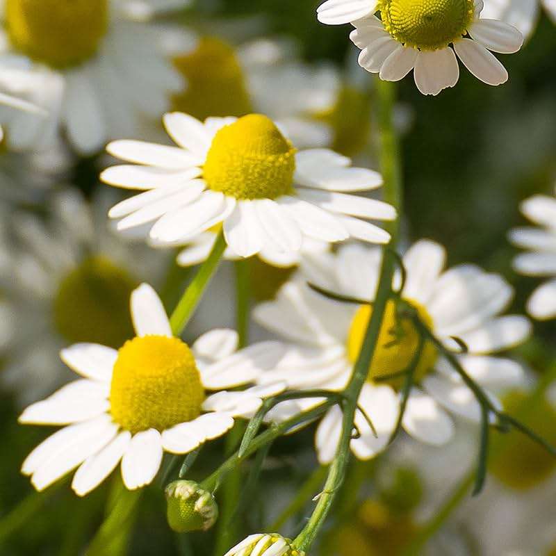 Herbal Essences Shine Collection Shampoo - Image 6