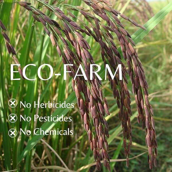 Organic Riceberry Rice 2 LB - Purple Thai Black Jasmine Whole Grain - Gluten Free High Fiber Superfood - Non-GMO Antioxidant Rich - Premium Gourmet Cooking Rice - Image 3