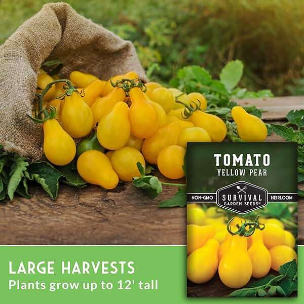 Yellow Pear Tomato Seeds for Planting - Heirloom Indeterminate Variety - Prolific Clusters of Sweet Pear-Shaped Golden Cherry Tomatoes, High Yield, Non-GMO - Survival Garden Seeds (1 Pack) - Image 3