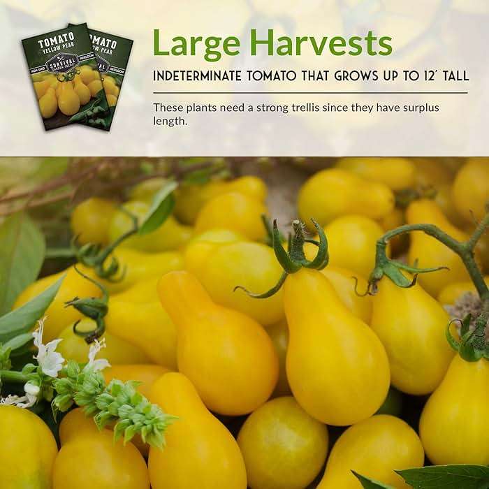 Yellow Pear Tomato Seeds for Planting - Heirloom Indeterminate Variety - Prolific Clusters of Sweet Pear-Shaped Golden Cherry Tomatoes, High Yield, Non-GMO - Survival Garden Seeds (1 Pack) - Image 6