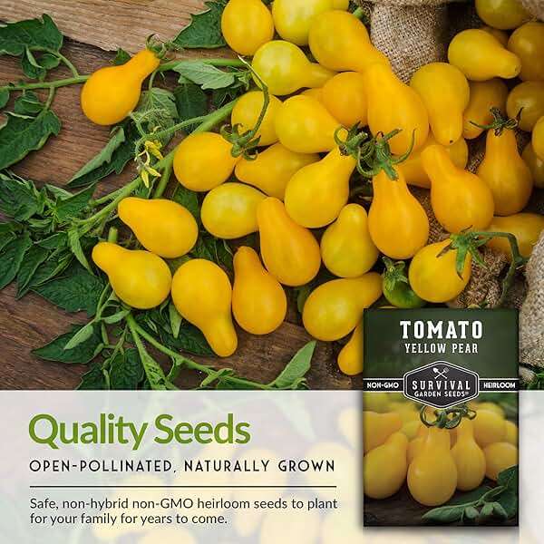 Yellow Pear Tomato Seeds for Planting - Heirloom Indeterminate Variety - Prolific Clusters of Sweet Pear-Shaped Golden Cherry Tomatoes, High Yield, Non-GMO - Survival Garden Seeds (1 Pack) - Image 7