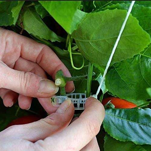 MIHEY 300 Pcs Tomato Trellis Clips, Tomato Vine Clips, Plant Support Garden Clips for Vine Vegetables to Grow Upright and Healthier - Image 2