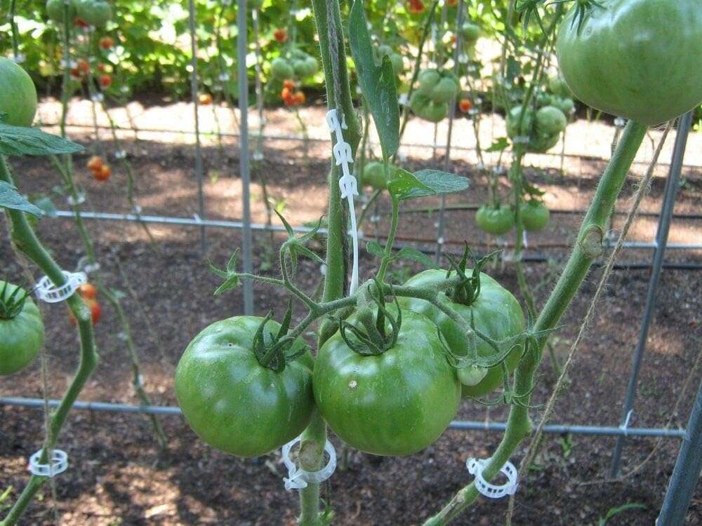 MIHEY 300 Pcs Tomato Trellis Clips, Tomato Vine Clips, Plant Support Garden Clips for Vine Vegetables to Grow Upright and Healthier - Image 3