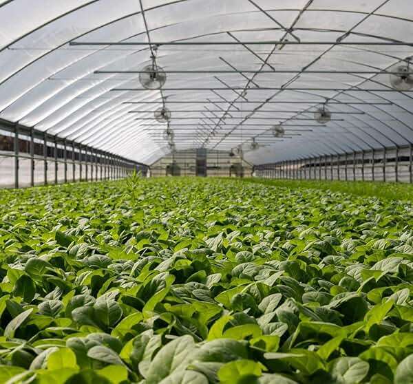 Garden Netting Pest Barrier: 4'x10' Fine Bug Netting for Garden Protection Row Cover Raised Bed Screen Mesh Greenhouse Mosquito Net, Protecting Tree Plants Vegetable Flowers Fruits - Image 8