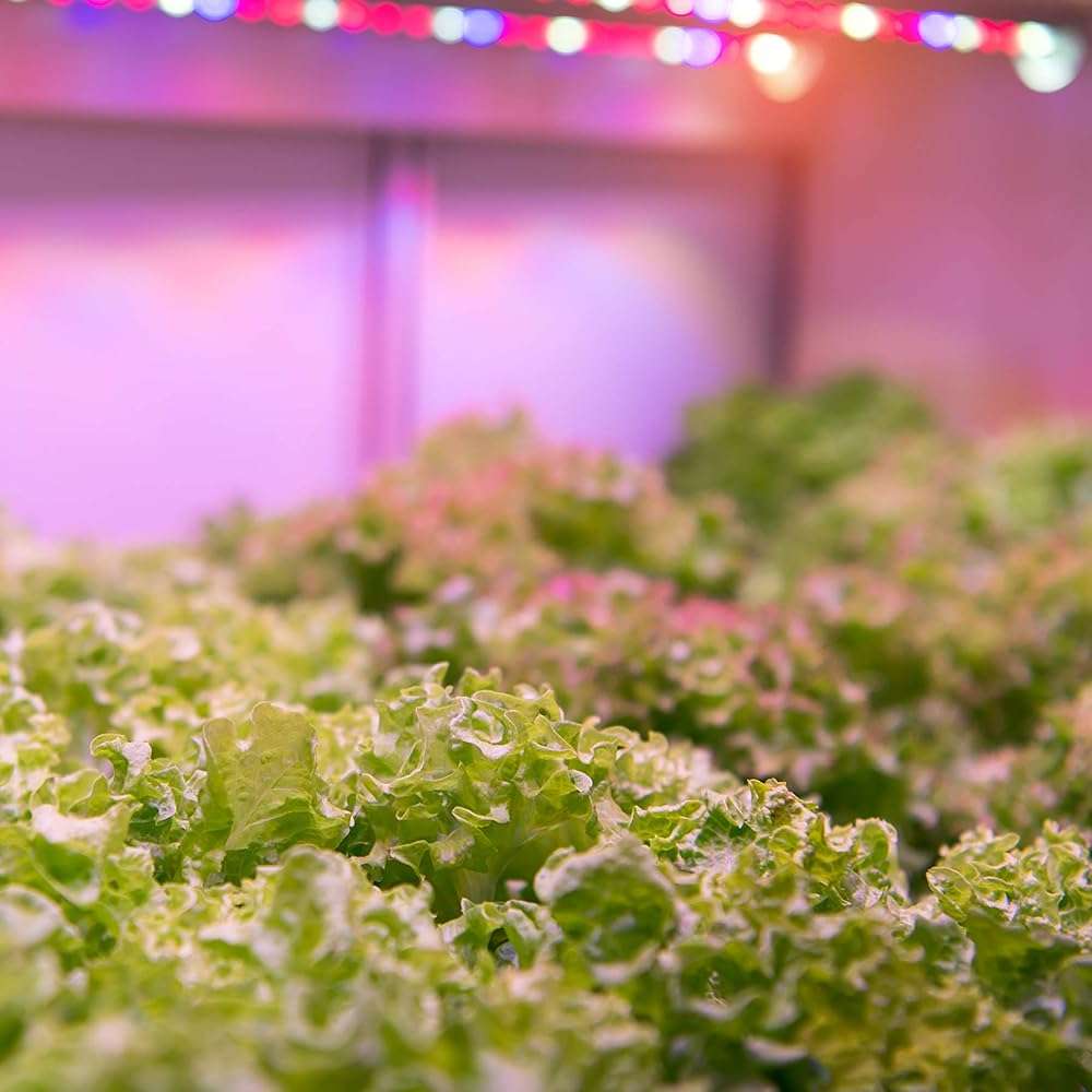 Feit Electric A19/GROW/LEDG2/BX Full Spectrum Led 60W Equivalent A19 Non-Dimmable Hydro Grow Light Bulb, Green - Image 5