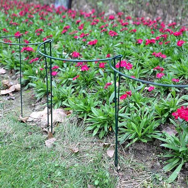 TCBWFY 10 Pack Garden Plant Support Stakes,10" Widex16 High Heavy Duty Interlinked Half Round Peony Support Ring Cage for Indoor Outdoor Plants,Plant Supports for Peony,Tomato,Hydrangea,Rose - Image 2