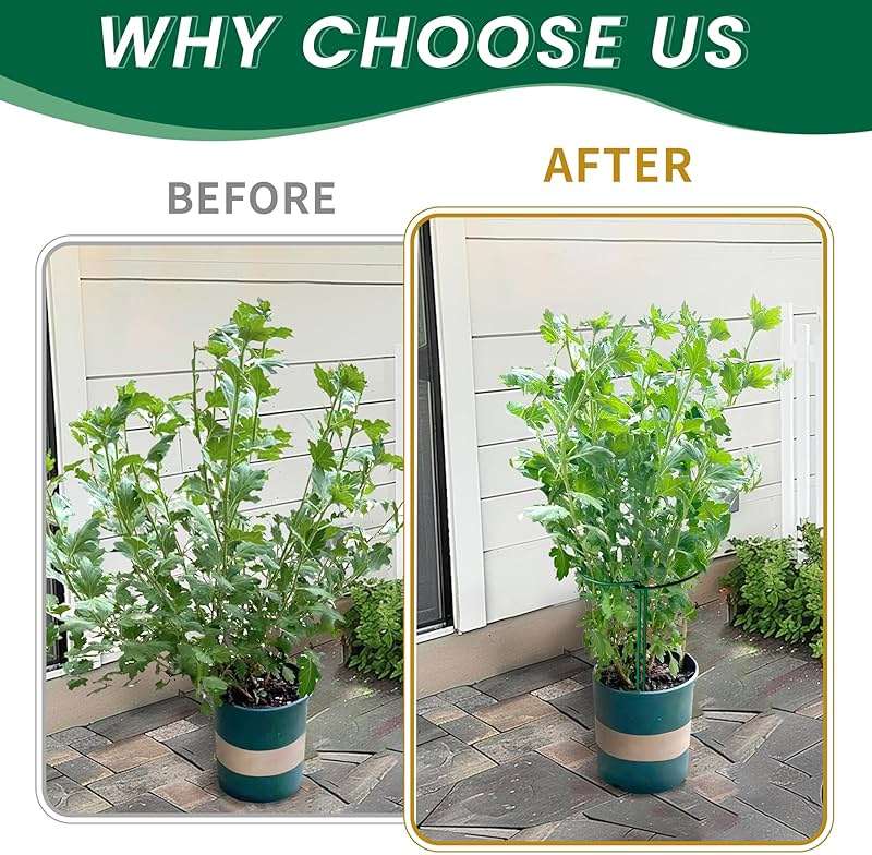 TCBWFY 10 Pack Garden Plant Support Stakes,10" Widex16 High Heavy Duty Interlinked Half Round Peony Support Ring Cage for Indoor Outdoor Plants,Plant Supports for Peony,Tomato,Hydrangea,Rose - Image 5