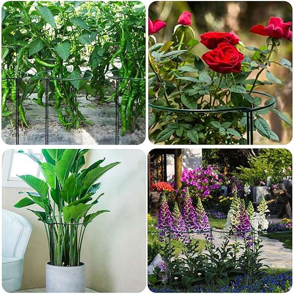 TCBWFY 10 Pack Garden Plant Support Stakes,10" Widex16 High Heavy Duty Interlinked Half Round Peony Support Ring Cage for Indoor Outdoor Plants,Plant Supports for Peony,Tomato,Hydrangea,Rose - Image 7