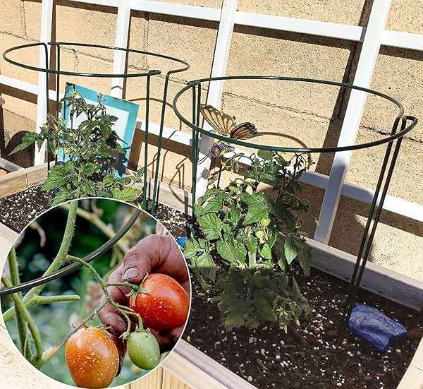 TCBWFY 10 Pack Garden Plant Support Stakes,10" Widex16 High Heavy Duty Interlinked Half Round Peony Support Ring Cage for Indoor Outdoor Plants,Plant Supports for Peony,Tomato,Hydrangea,Rose - Image 8