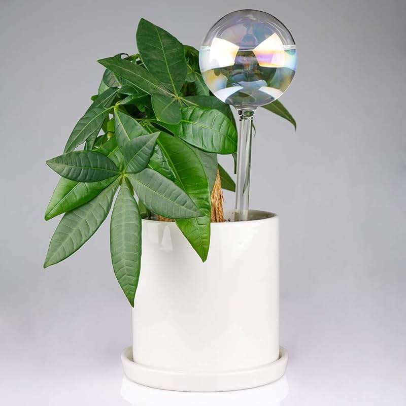 Tomorotec [2 PCS] Light Iridescent Rainbow Gradient Color Clear Glass Self-Watering System Spikes, Automatic Plant Waterer Bulbs - Image 5