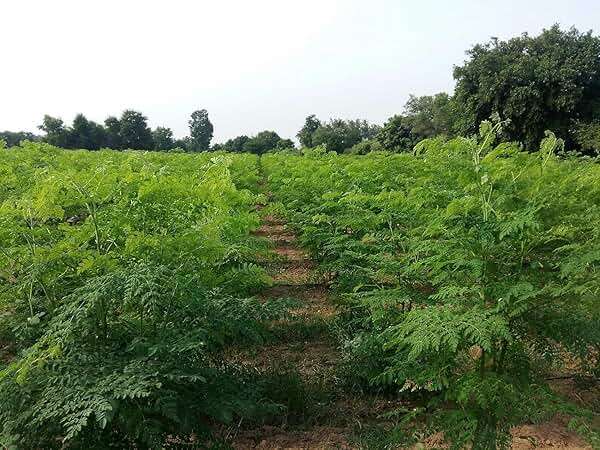 Moringa Leaves Powder (8 Ounce) | Non GMO | Super Food for Smoothies and Drinks | Natural | No Added Preservative or Additive | Moringa Oleifera Powder - Image 4