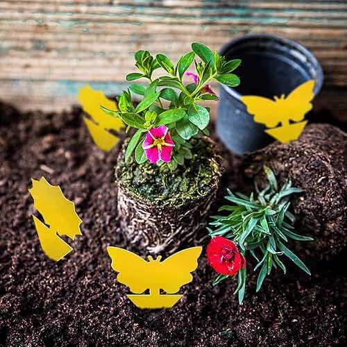 Fruit Fly Traps Fungus Gnat Traps Yellow Sticky Bug Traps 36 Pack No Harm and Odorless for Indoor Outdoor Use Protect The Plant - Image 2