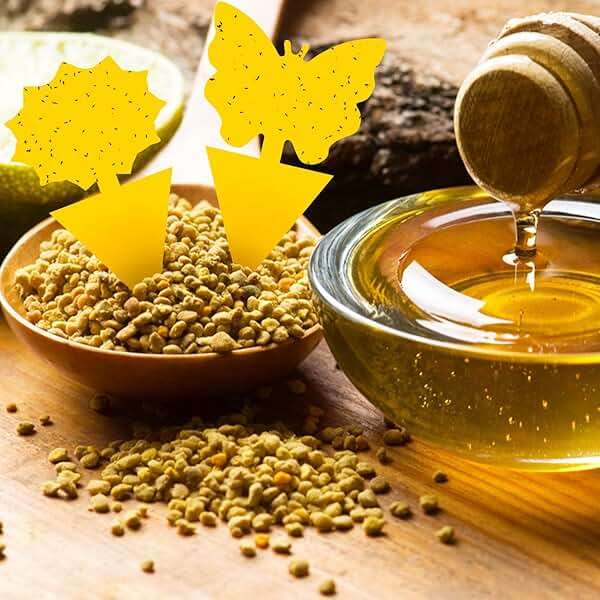 Fruit Fly Traps Fungus Gnat Traps Yellow Sticky Bug Traps 36 Pack No Harm and Odorless for Indoor Outdoor Use Protect The Plant - Image 8