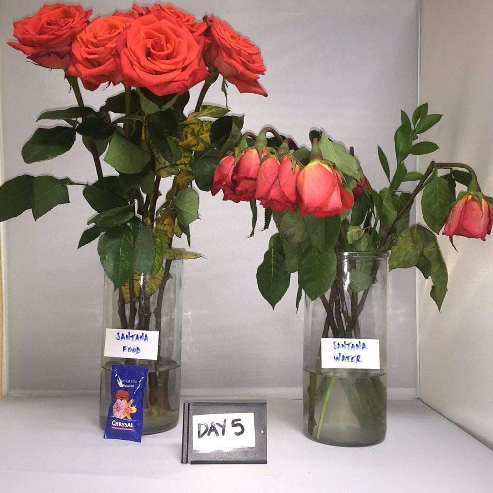 Chrysal Clear Flower Food Packets – Single Packet – Flower Arrangements & Bouquets – Fresh Flower Arrangements Florist Floral Supplies - 100 Ct-5g/.5 Liter (100 Packets) - Image 7