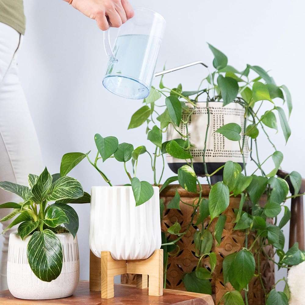 Houseplant Fertilizer & Indoor Plant Food | Self-Dissolving Tablets | Make Feeding Your Plants a Breeze | Instant Plant Food (4 Tablets) - Image 4