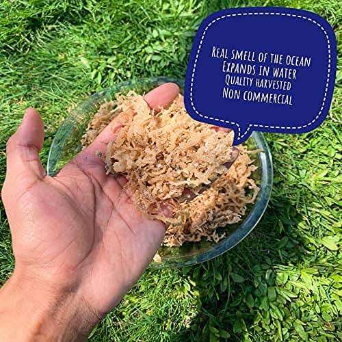 Sea Moss | Irish Sea Moss | Wildcrafted - 100% Natural, Makes 120+ oz of Seamoss Gel | Dr. Sebi - 8oz for Health & Wellness - Image 3